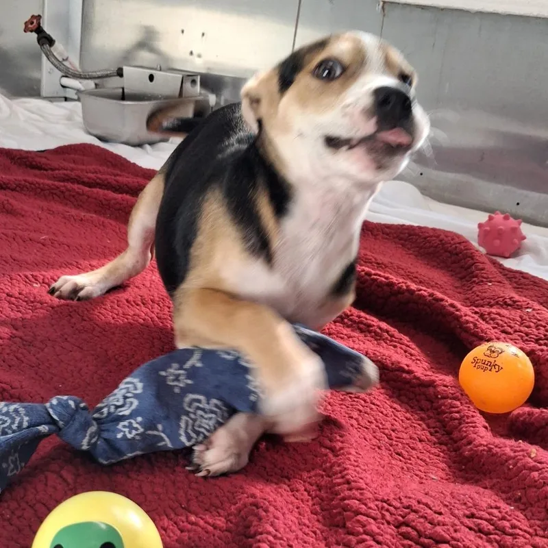 A baby medium-sized male Brown / Chocolate Cattle Dog dog named Pugsley for adoption in Freeport, FL