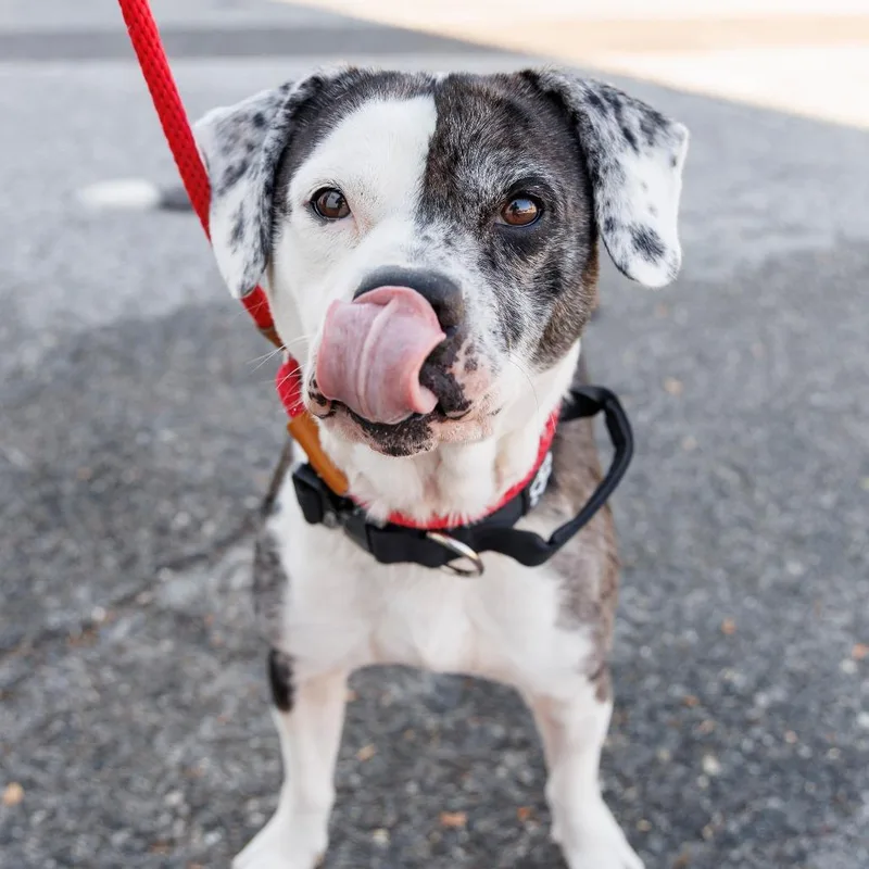 An adult medium-sized male Black Mixed Breed dog named Bluey for adoption in Gainesville, FL