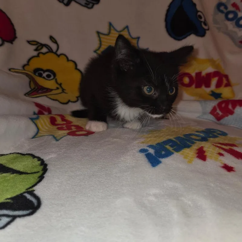 Penelope thumbnail 2