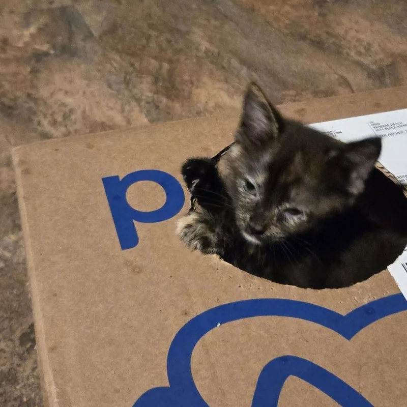 Callie thumbnail 2