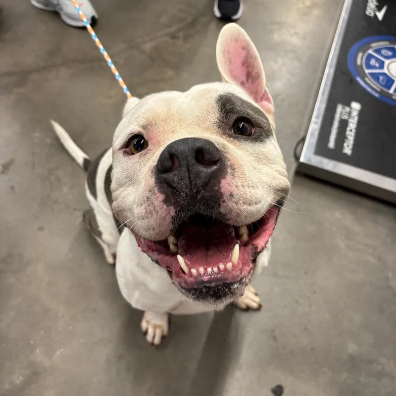 An adult large-sized male Terrier dog named Calvin for adoption in Tampa, FL
