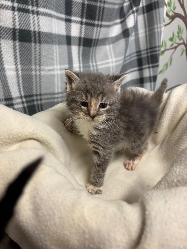 A baby small-sized female Domestic Medium Hair cat named Mavis for adoption in Algona, IA