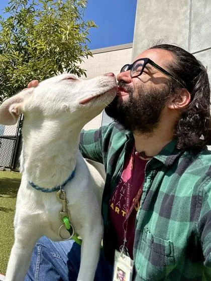 A young large-sized male White / Cream Mixed Breed dog named Douglas for adoption in Wichita, KS
