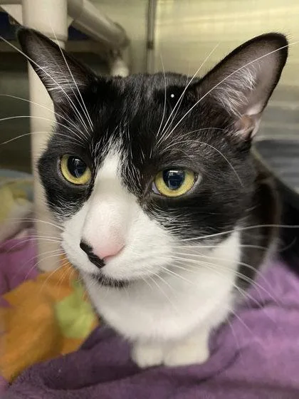 An adult medium-sized male Domestic Short Hair cat named Big Baby for adoption in Hobart, IN