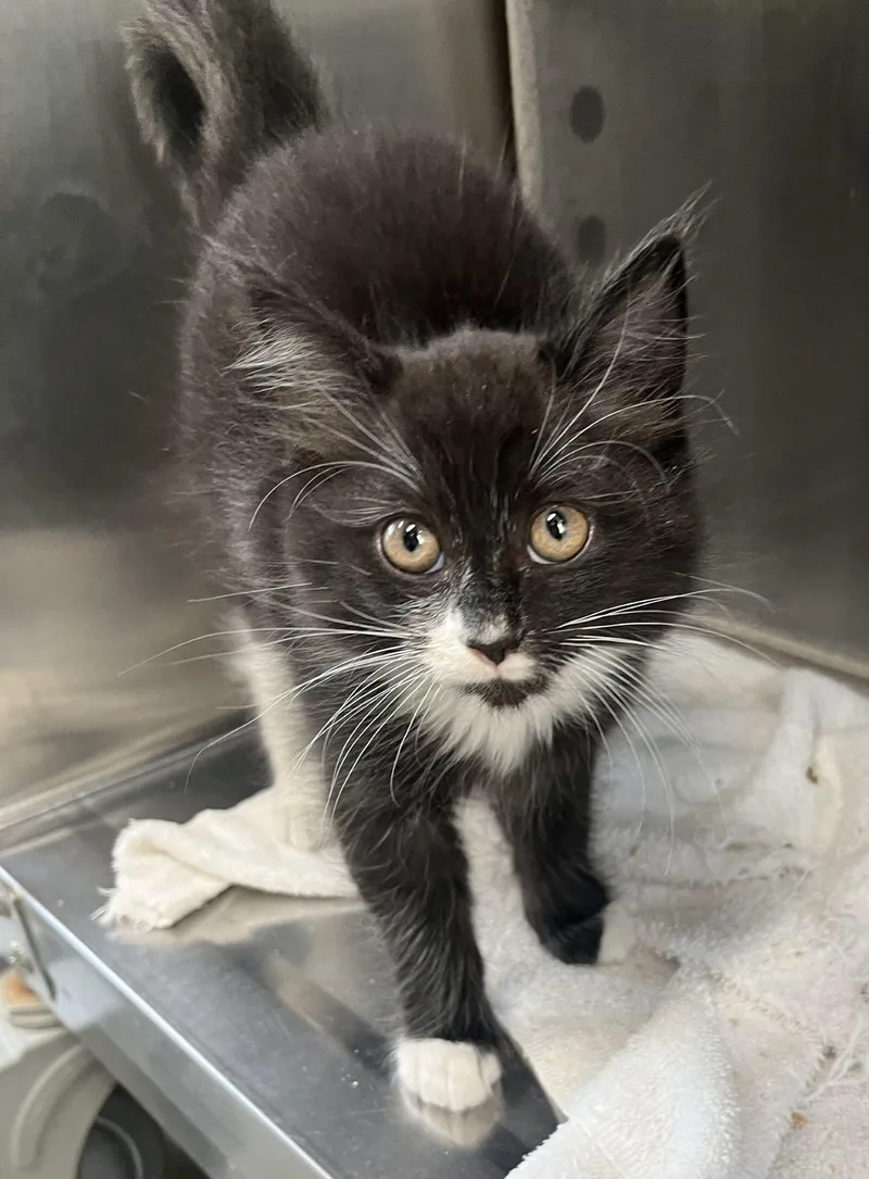 A baby medium-sized male Black & White / Tuxedo Domestic Short Hair cat named Baconator for adoption in Salisbury, NC