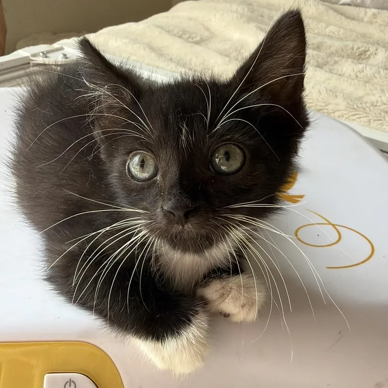 A baby medium-sized male Black & White / Tuxedo Domestic Short Hair cat named Daffy for adoption in jacksonville, FL