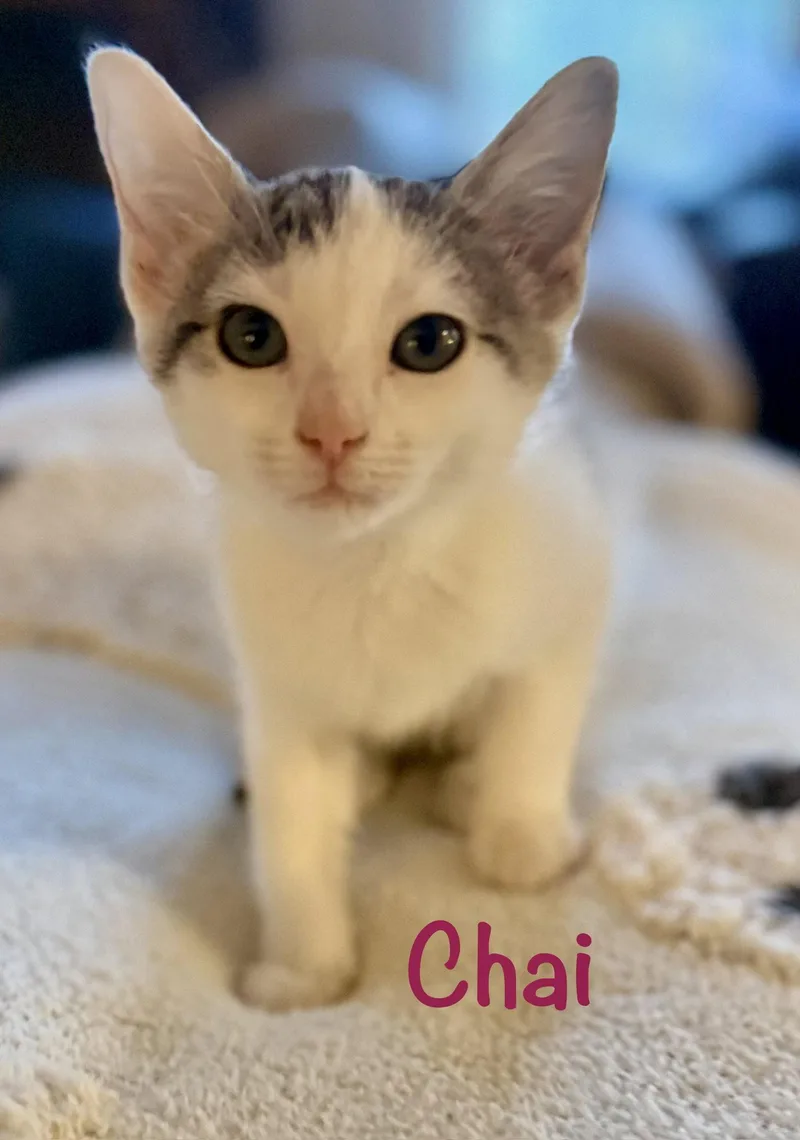 A baby medium-sized female Gray & White Domestic Short Hair cat named Chai for adoption in Reston, VA