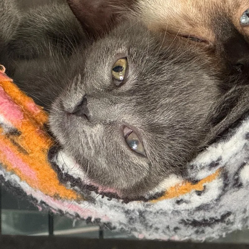 A baby small-sized female Gray / Blue / Silver Domestic Short Hair cat named Weddell for adoption in Westminster, CA