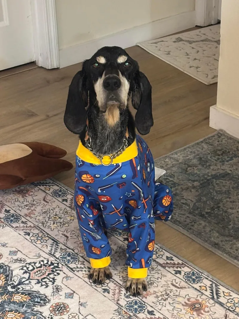 An adult medium-sized male Hound dog named Peter for adoption in Winter haven, FL