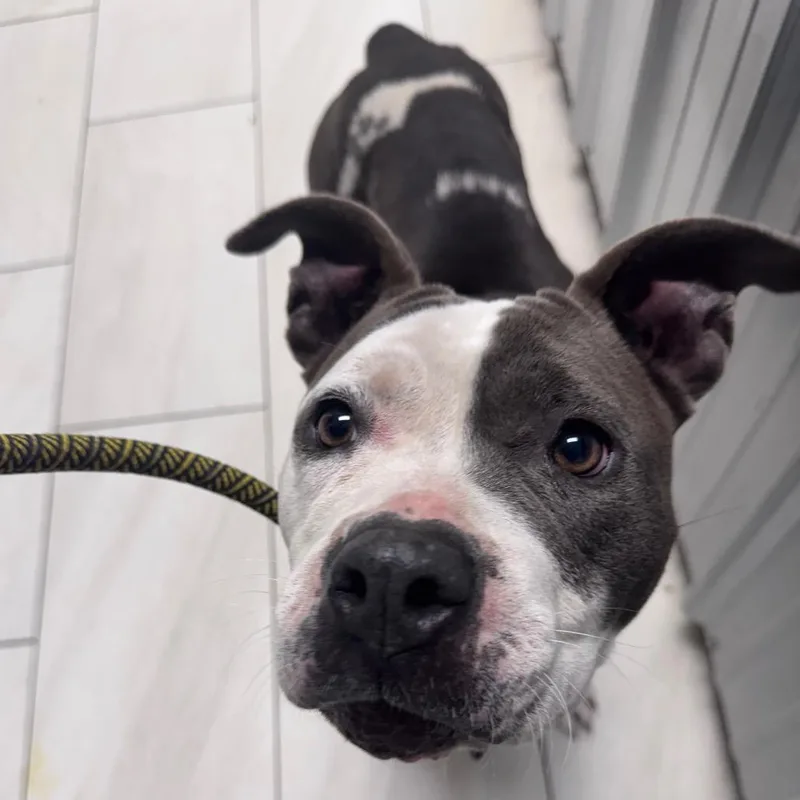 An adult medium-sized female Gray / Blue / Silver Pit Bull Terrier dog named Rain for adoption in Lufkin, TX