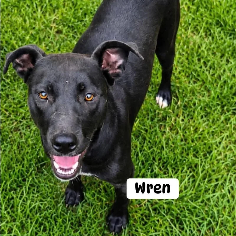 A young medium-sized female Black Mixed Breed dog named Wren for adoption in Brewton, AL