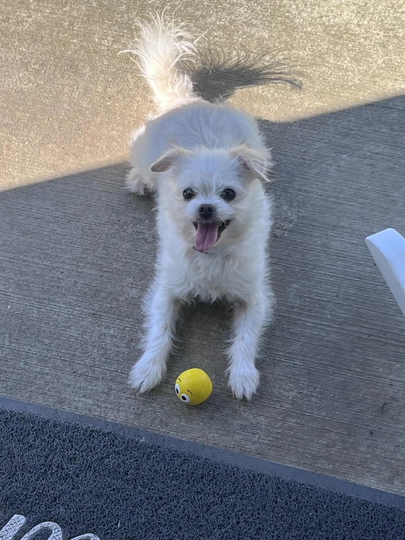 An adult small-sized male White / Cream Terrier dog named Charlie for adoption in Blacksburg, VA
