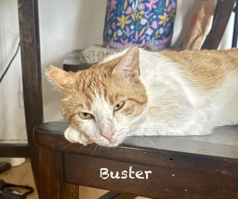 A young large-sized male Orange & White American Shorthair cat named Buster for adoption in Mission Viejo, CA