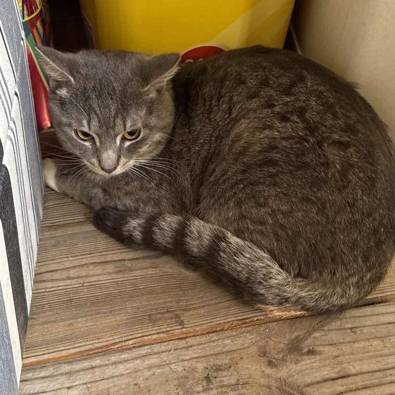 A young medium-sized male Gray / Blue / Silver Domestic Short Hair cat named Christopher for adoption in Tupelo, MS