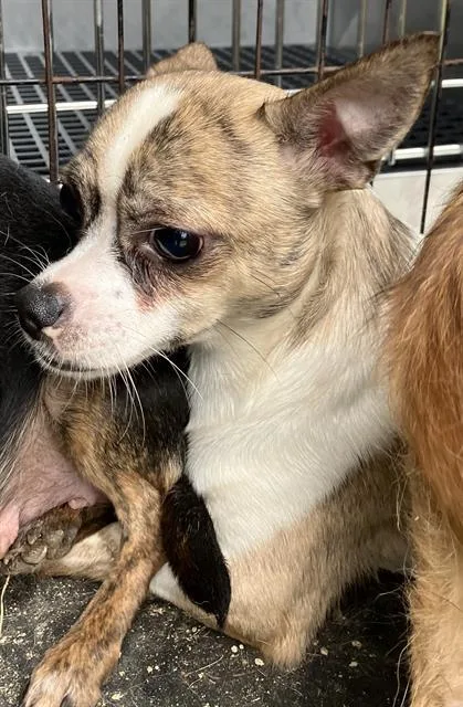 A young small-sized male Mixed Breed dog named Chuck for adoption in Dallas, TX