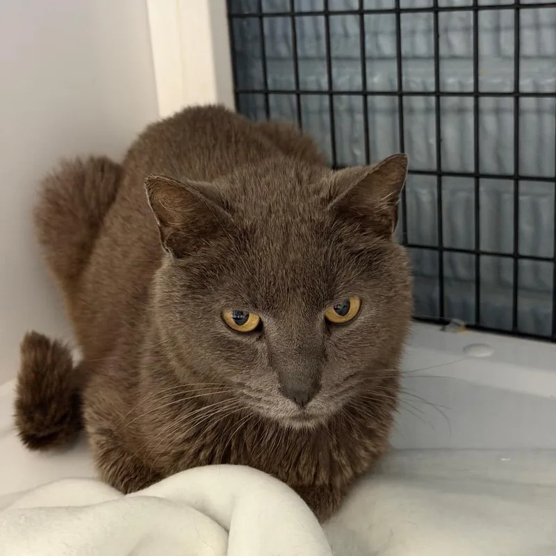 An adult small-sized male Domestic Short Hair cat named Dazzle for adoption in Ruckersville, VA