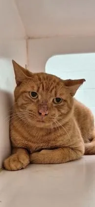 An adult medium-sized male Domestic Short Hair cat named Mushu for adoption in Vero Beach, FL
