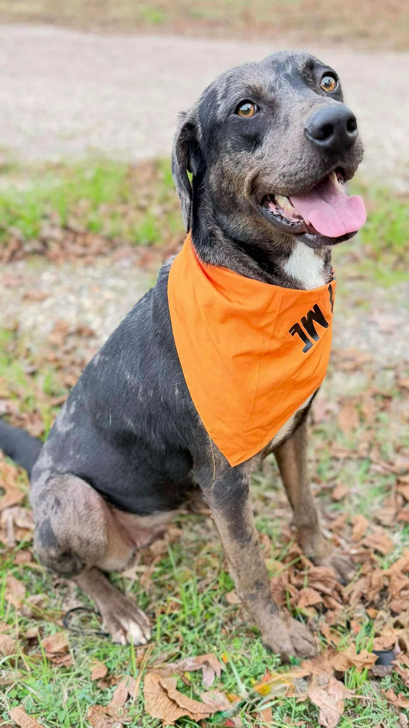 An adult medium-sized female Mixed Breed dog named Roxy for adoption in Northwood, NH