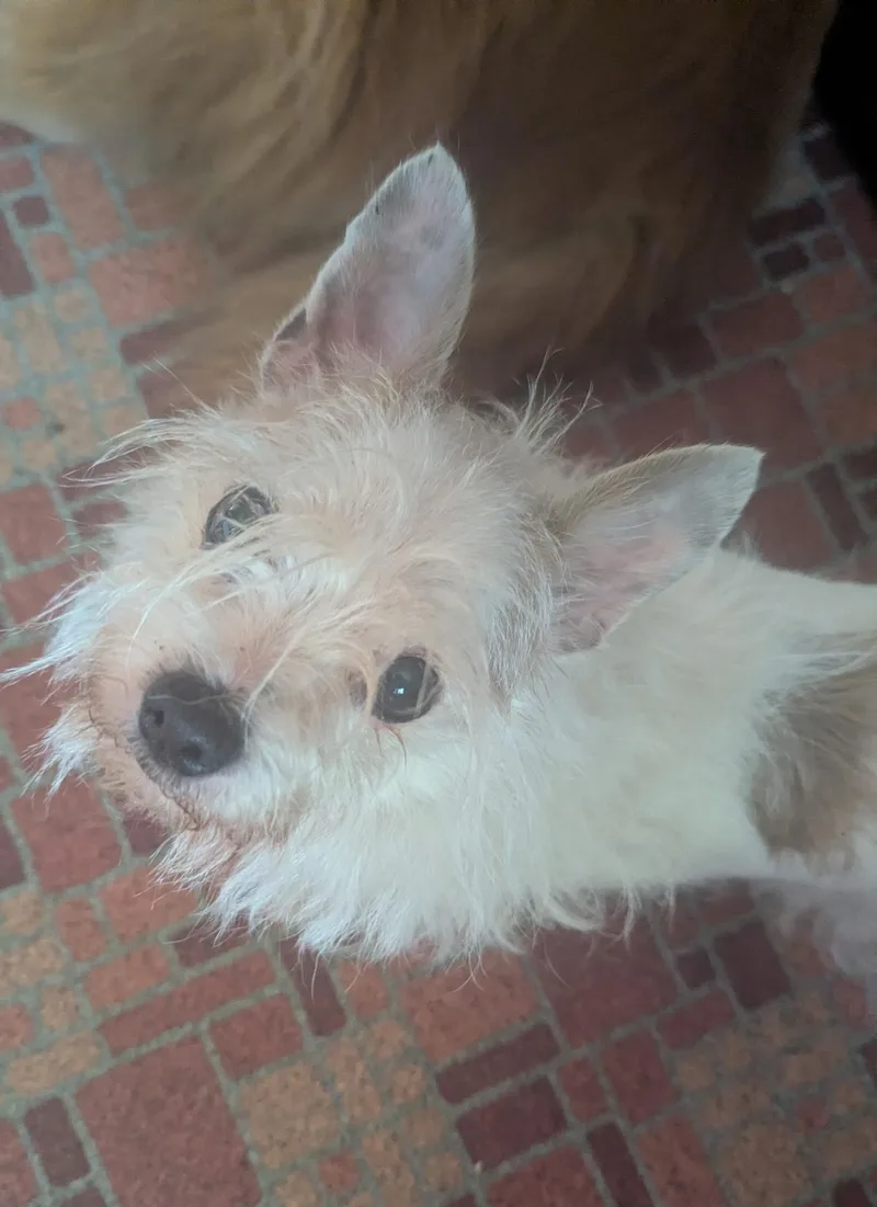 Pebbles thumbnail 4