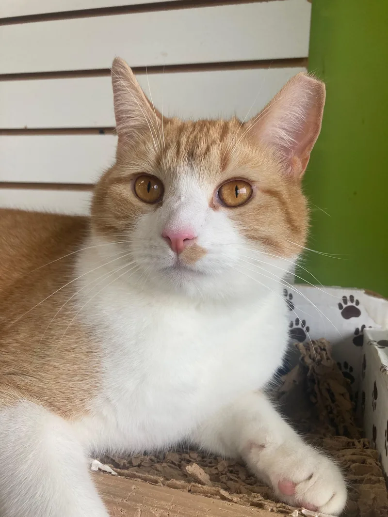 An adult medium-sized male Orange / Red Domestic Short Hair cat named Rake for adoption in Richmond, KY