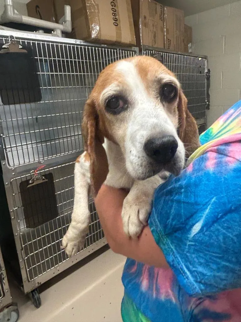 An adult small-sized female Beagle dog named Pip for adoption in Mineral, VA