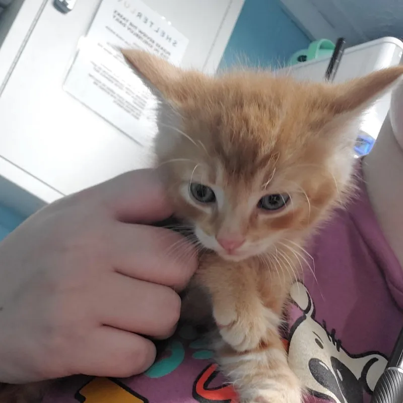 A baby small-sized male Orange / Red Domestic Short Hair cat named Reeses for adoption in Jefferson city, TN