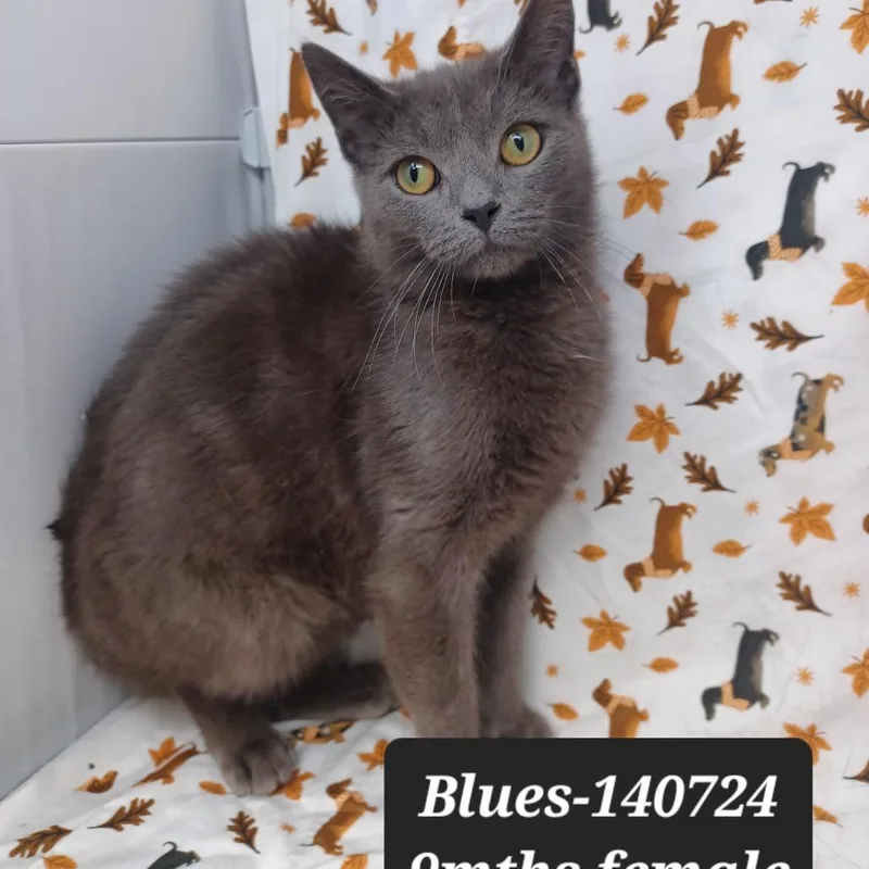 A young small-sized female Domestic Short Hair cat named Blues for adoption in New Tazewell, TN