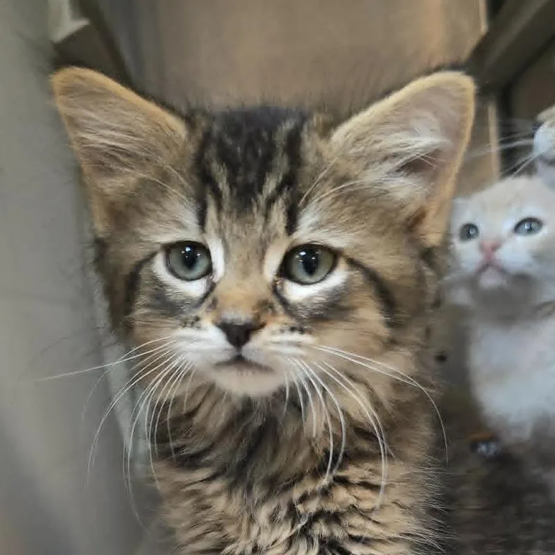 A baby medium-sized male Black Domestic Medium Hair cat named Celian for adoption in Orange, VA