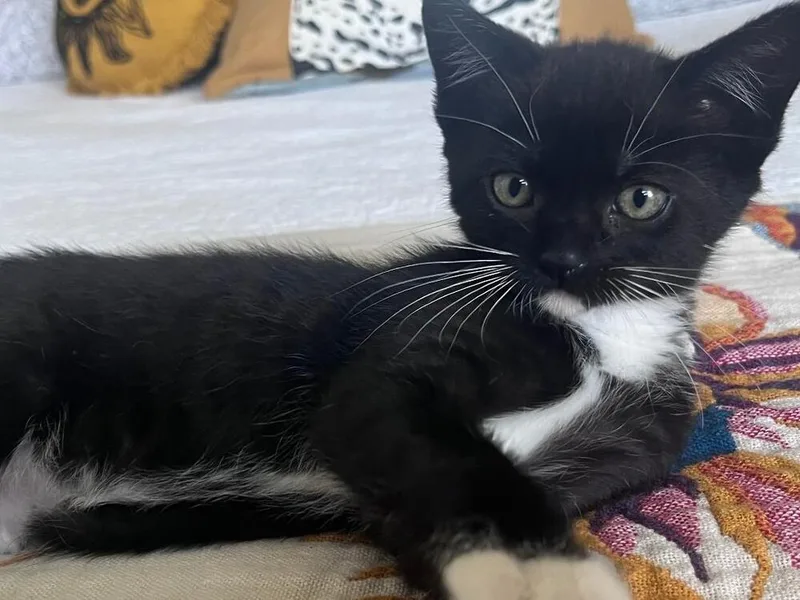 A baby medium-sized female Black & White / Tuxedo Domestic Short Hair cat named Ruby for adoption in Oceanside, CA