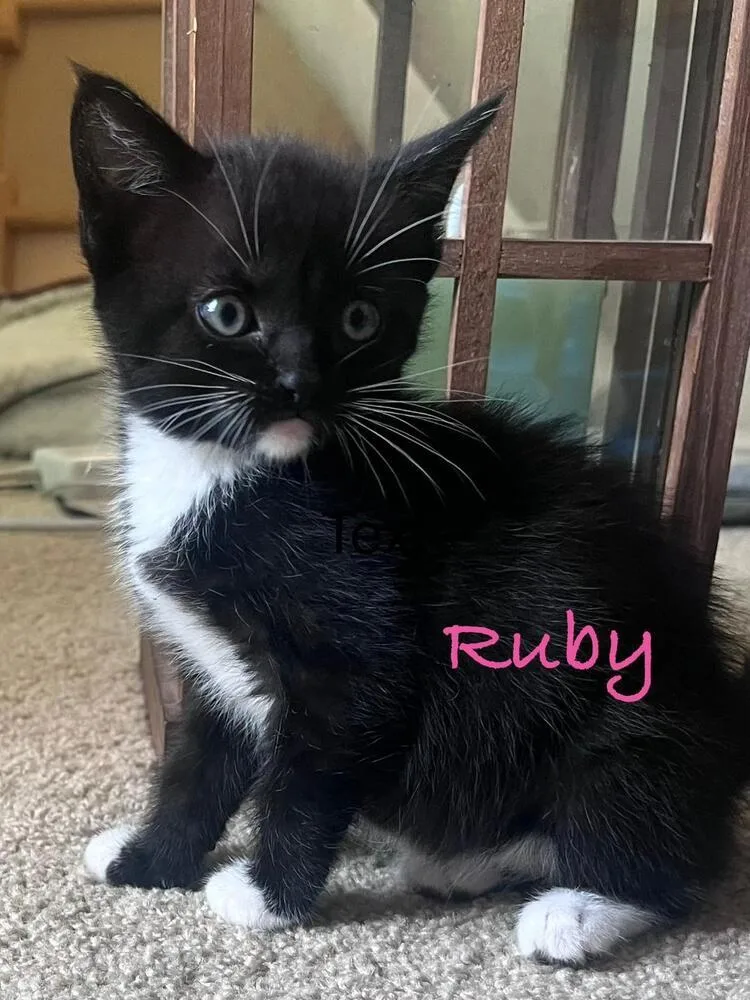 Ruby thumbnail 3