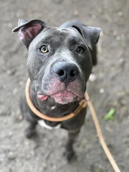 An adult large-sized male Mixed Breed dog named Miller for adoption in Hobart, IN