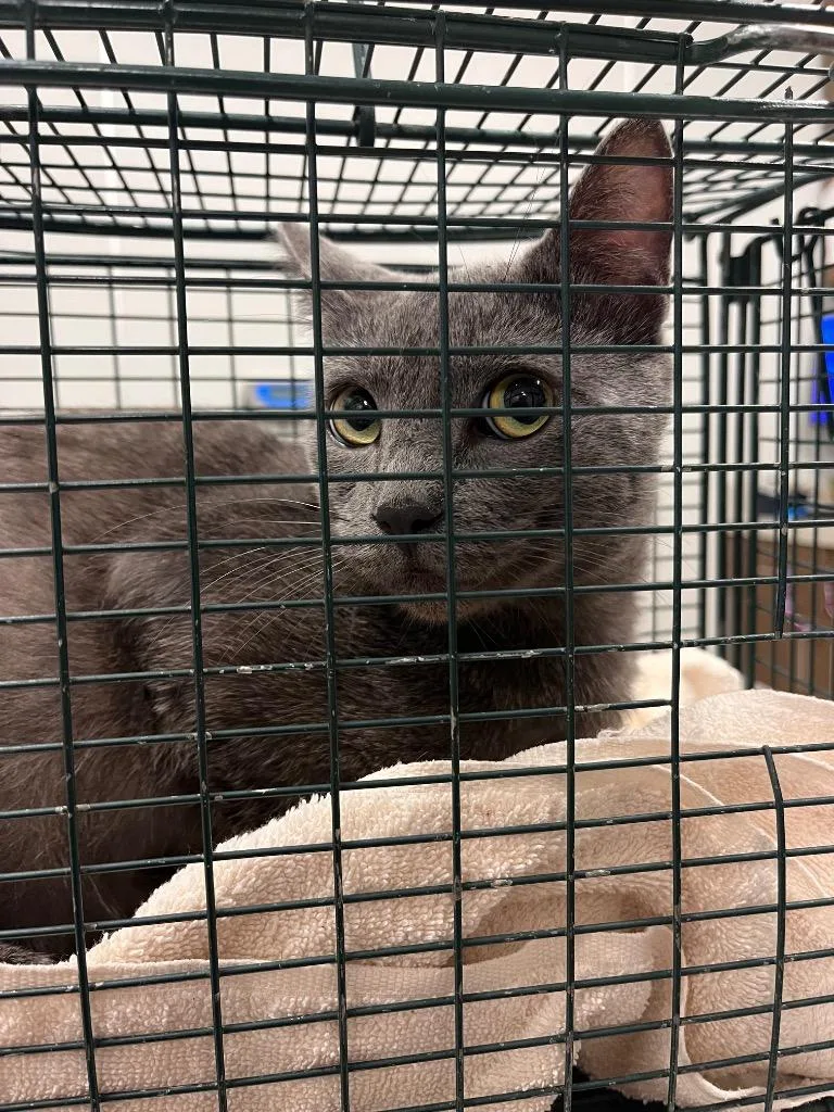 A young medium-sized male Domestic Short Hair cat named Trent for adoption in Clarksville, TN