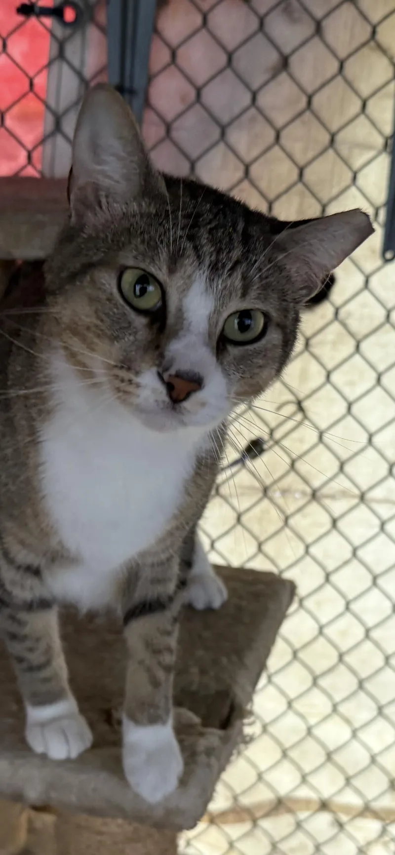 An adult large-sized female Domestic Short Hair cat named Jazzy for adoption in Alexandria, LA