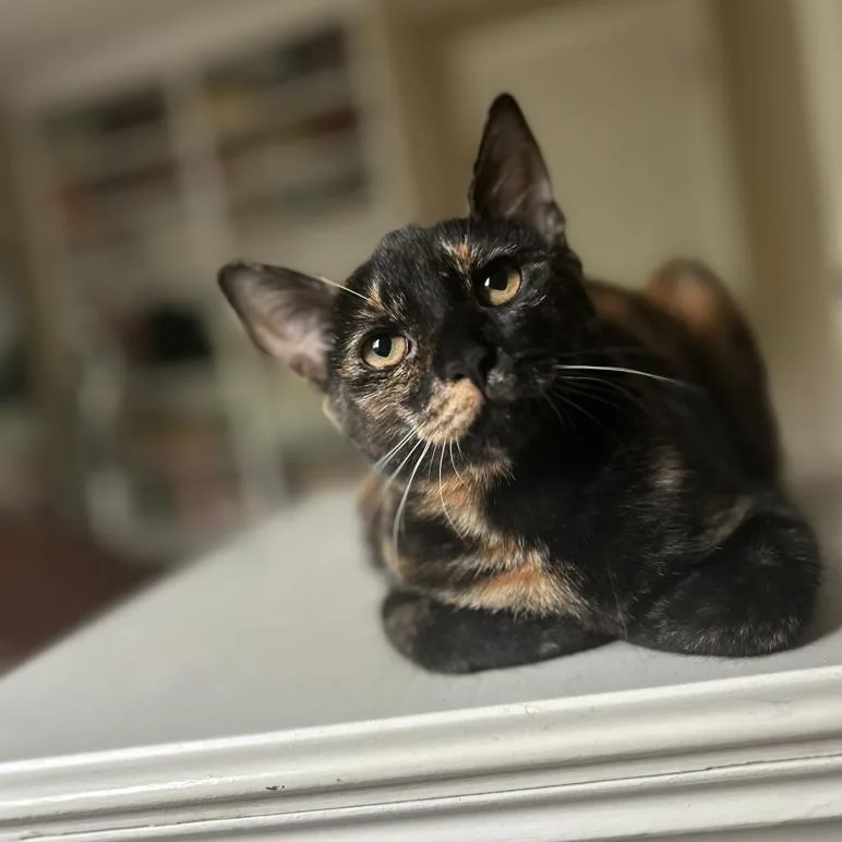 A young small-sized female Tortoiseshell Domestic Short Hair cat named Yendi for adoption in Reisterstown, MD