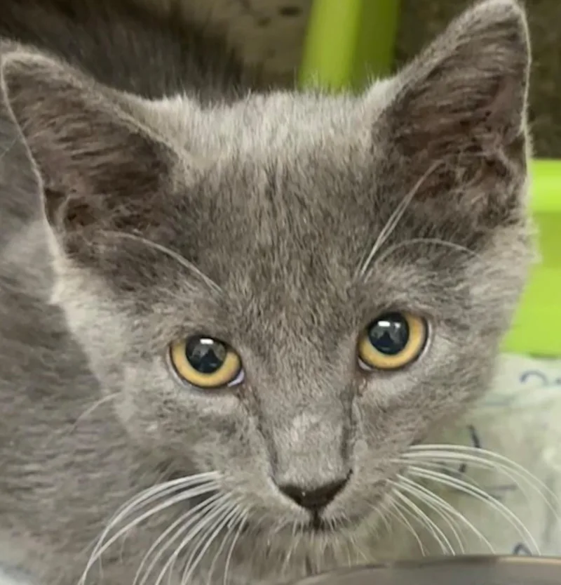 A young large-sized male Domestic Short Hair cat named Turbo for adoption in Elizabethton, TN