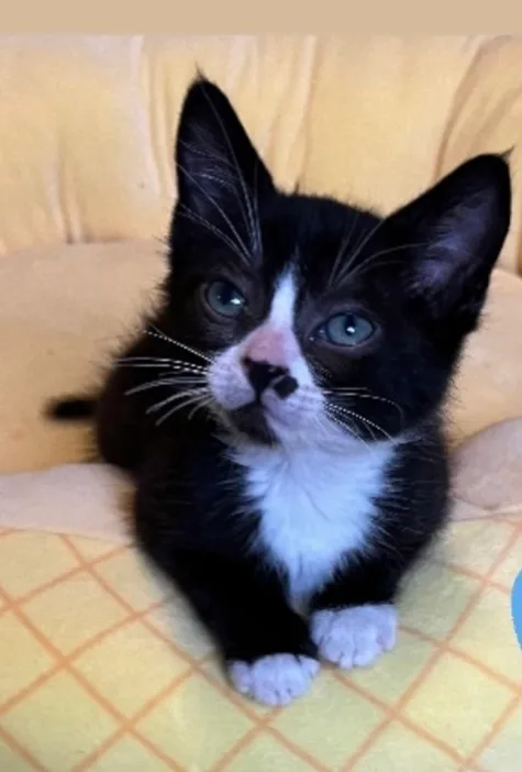 Lucky Luciano thumbnail 2