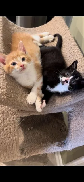 Lucky Luciano thumbnail 3