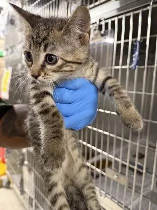 An adult small-sized female Domestic Short Hair cat named Dolphin for adoption in Shreveport, LA