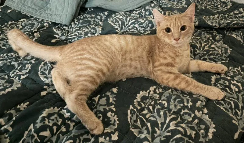 A baby medium-sized male Tabby cat named Mordecai for adoption in Pineville, LA
