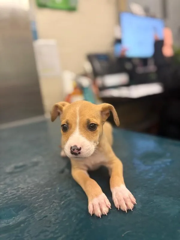 A young medium-sized male Brown / Chocolate Mixed Breed dog named Marco for adoption in Mobile, AL