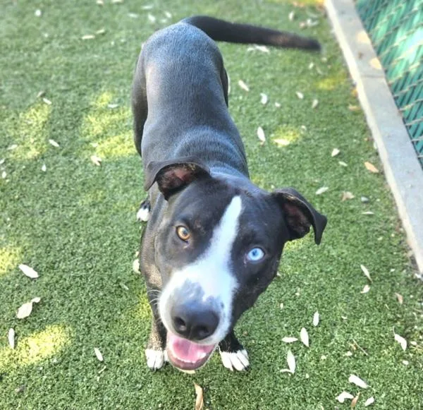 A young large-sized male Pit Bull Terrier dog named Abner for adoption in Austin, TX