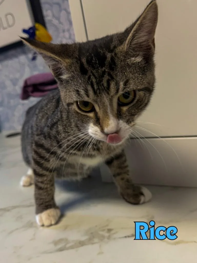 A baby medium-sized male Domestic Short Hair cat named Rice for adoption in Rome, GA