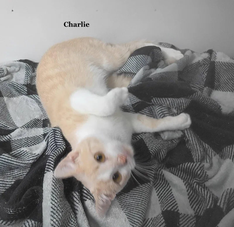 An adult medium-sized male Buff / Tan / Fawn Domestic Short Hair cat named Charlie for adoption in Morehead, KY