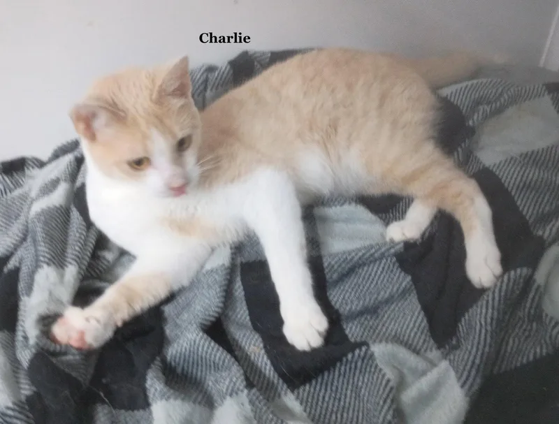 Charlie thumbnail 2