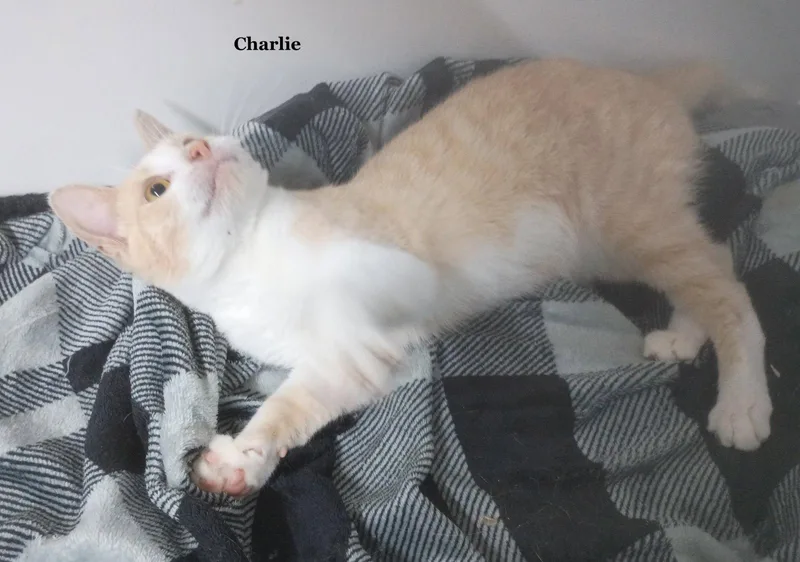 Charlie thumbnail 3
