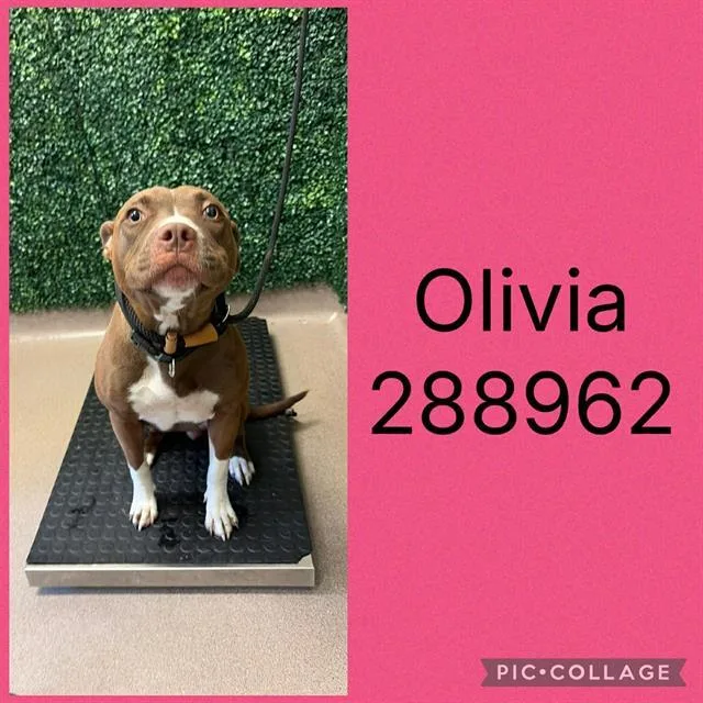 A young large-sized female Pit Bull Terrier dog named Olivia for adoption in Macon, GA