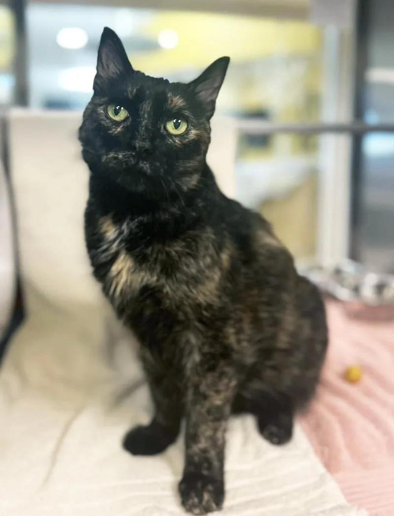 A senior medium-sized female Black Domestic Medium Hair cat named Pixie Dust for adoption in Plover, WI