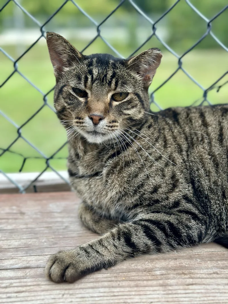 A senior medium-sized male Tabby (Brown / Chocolate) Domestic Short Hair cat named Gary for adoption in Faribault, MN
