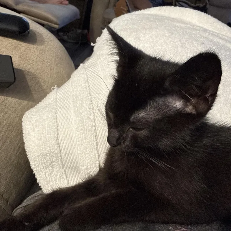 A baby small-sized female Black Domestic Short Hair cat named Julienne for adoption in Frederick, MD