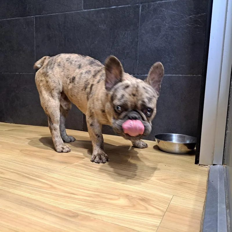 A young small-sized male Brown / Chocolate French Bulldog dog named Franbo for adoption in Philadelphia, PA